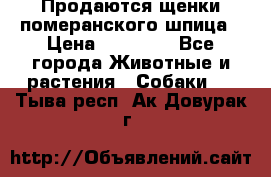 Продаются щенки померанского шпица › Цена ­ 45 000 - Все города Животные и растения » Собаки   . Тыва респ.,Ак-Довурак г.